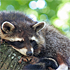 sleeping racoon