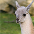 Lama #1