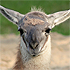 Lama #2