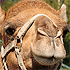 - Camel -