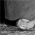 The lazy pig
