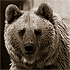 Brother Bear