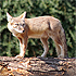 _Foxy_