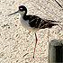 Stilt Walker