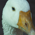 Goose