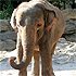 Elephant-Dance
