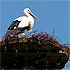 Stork in nest
