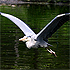 egret in low level flight