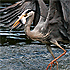 fishing egret