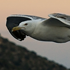 Seagull