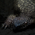 Blue Spiny Lizard