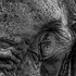 Old Elephant