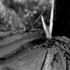 The wood