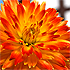 Flower #1