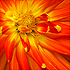 Flower #3