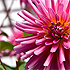 Flower #4