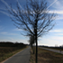 Tree #1