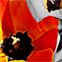 Flower Time - 1