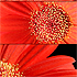 Flower Time - 2