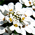 Flower Time - 3