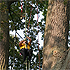 Tree-Climbing #1 - upwards