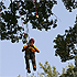 Tree-Climbing #2 - accomplished